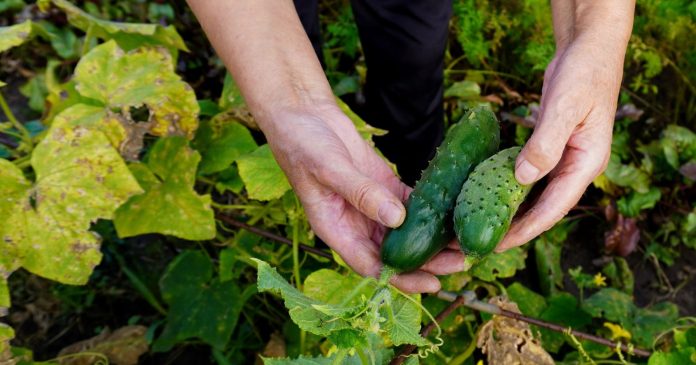  How to grow cucumbers?  7 tips for harvesting all summer long.

