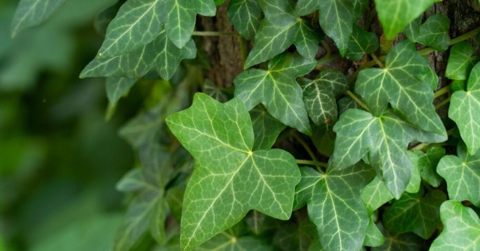 Ivy manure: a natural and effective means for a healthy vegetable garden

