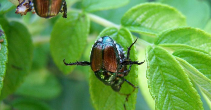 Japanese beetle: 3 important measures to limit the presence of this insect pest


