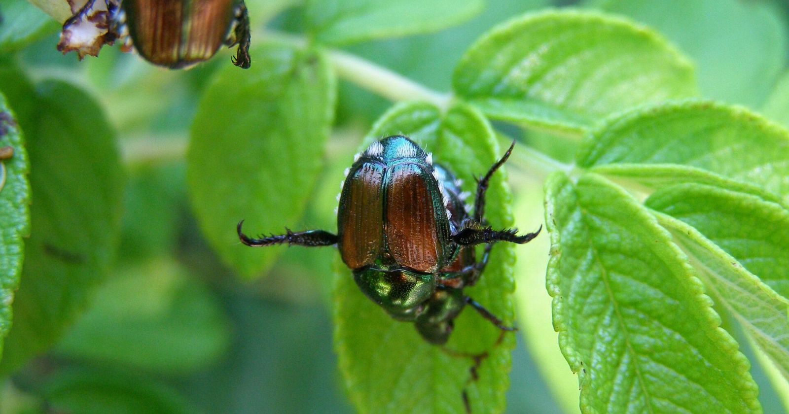 Japanese beetle: 3 important measures to limit the presence of this insect pest