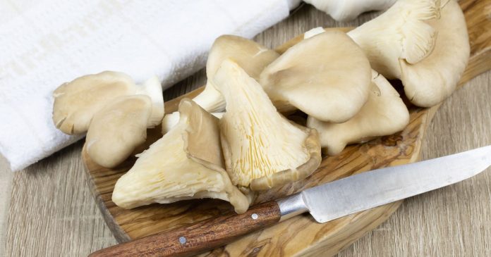  Mushrooms: how to grow oyster mushrooms at home?  6 tips for a rich harvest.


