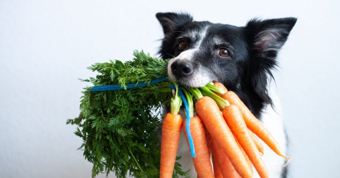 “My dog ​​is vegan”: Arte pushes the boundaries between animal cruelty and environmental ethics

