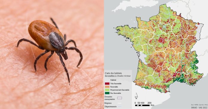 These researchers have created a weather map of ticks in France: a valuable tool

