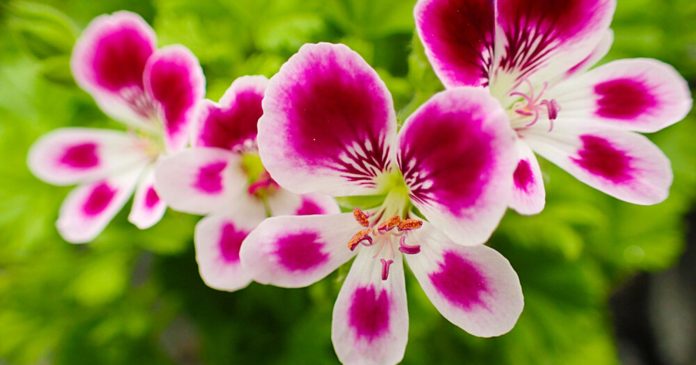 To keep mosquitoes away, adopt this geranium as beautiful as it is precious

