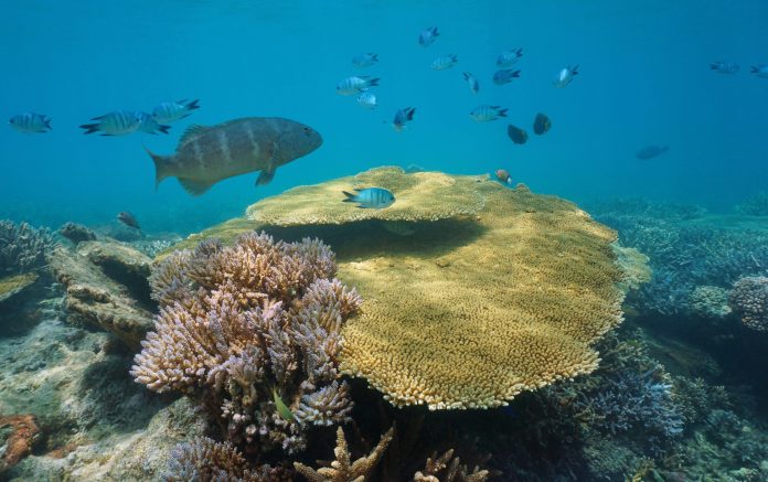 To protect its corals, this Pacific island is issuing fines of up to €300,000

