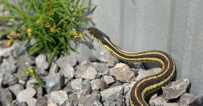 Vipers, snakes and snakes: how do you keep them out of your garden naturally?

