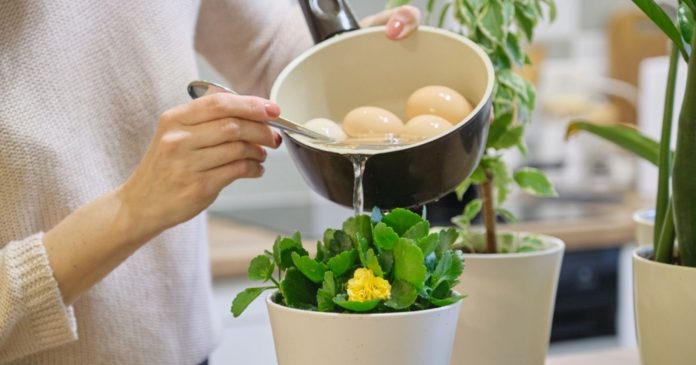 With boiling water for eggs you increase the growth of your plants


