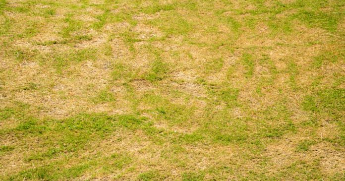 Yellow lawn: 4 simple and natural tips to combat this phenomenon

