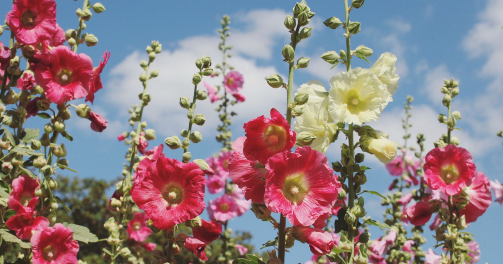 Drought: a garden without watering, it's possible!  Here are 6 plants that don't need water.