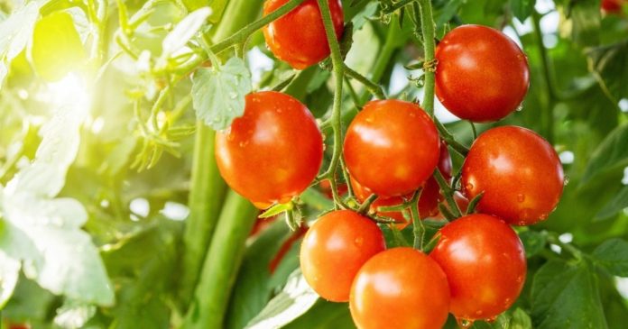 Heat and sun: what is the best lighting for tomatoes in the vegetable garden?


