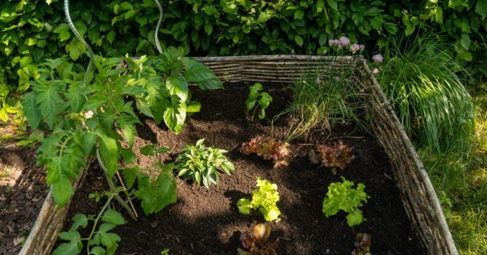 Heat wave: here are 4 tips to create shade in the vegetable garden and protect your vegetables from the heat

