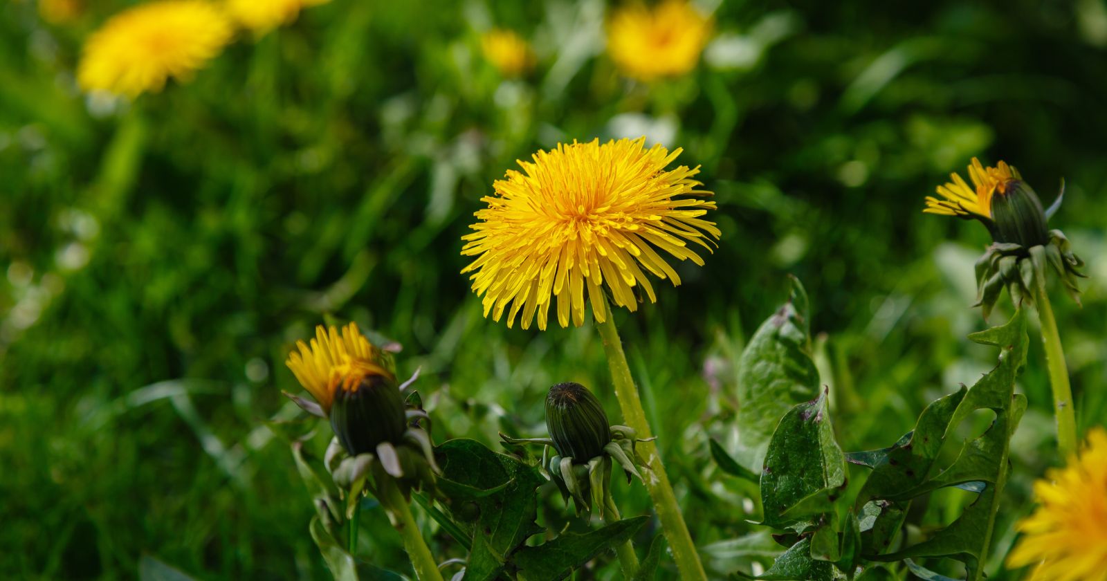 Here is the recipe for cramaillotte, dandelion "honey" from Franche-Comté