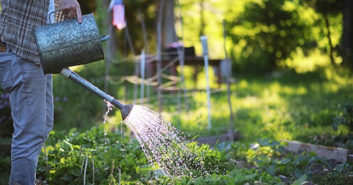 How do you conserve water in the garden while taking care of your flowers and vegetable garden?

