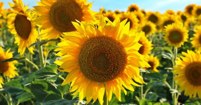 How do you get beautiful sunflowers from simple seeds in the garden or on your balcony?

