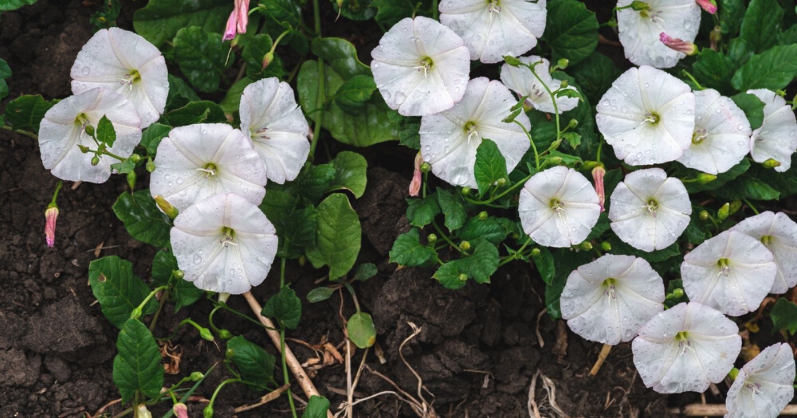 How to get rid of bindweed in the garden?  3 simple and natural tips.