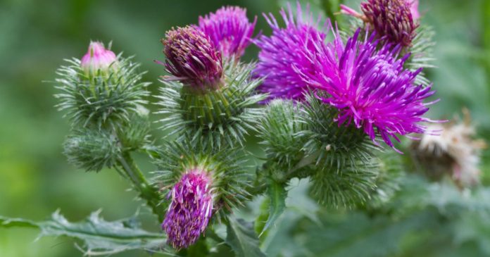  How to get rid of field thistle in the garden?  3 natural and effective tips.

