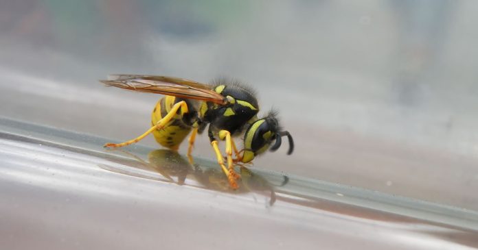  How to keep wasps at bay?  7 simple and natural tricks

