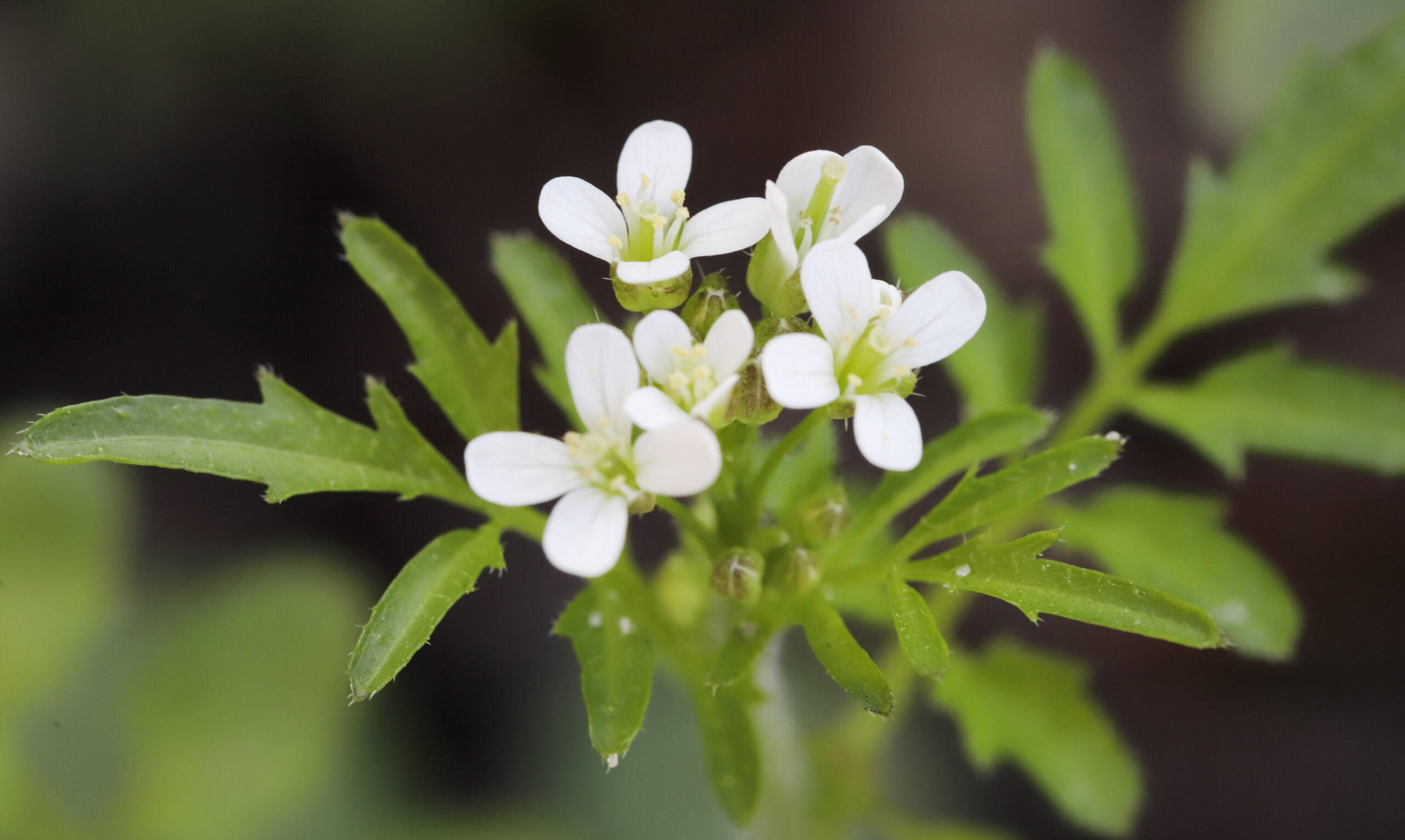 These plants produce their own "aspirin": an important discovery that could inspire us