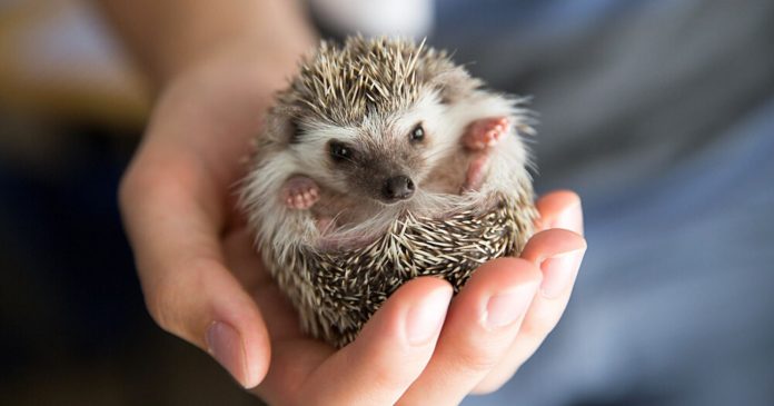  VIDEO.  In his hands, the hedgehogs in distress are entitled to a second chance

