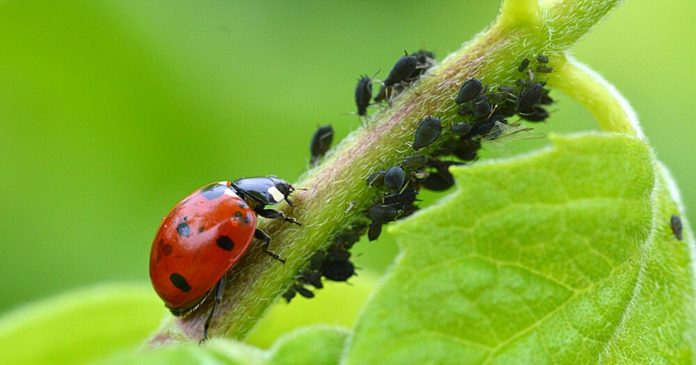 Vegetable garden: against pesticides, the city of Caen offers free ladybugs to its inhabitants

