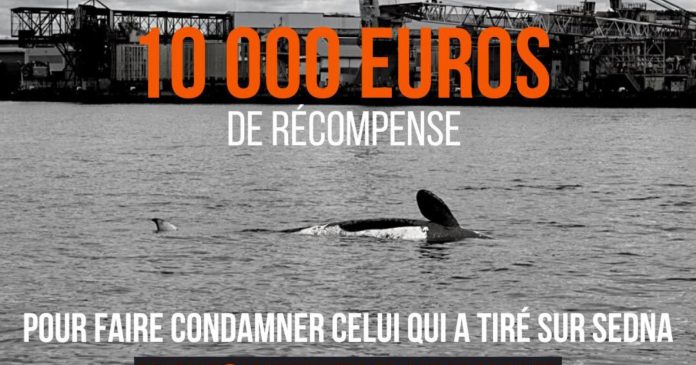  Who shot the orca of the Seine?  Sea Shepherd offers $10,000 to find attacker

