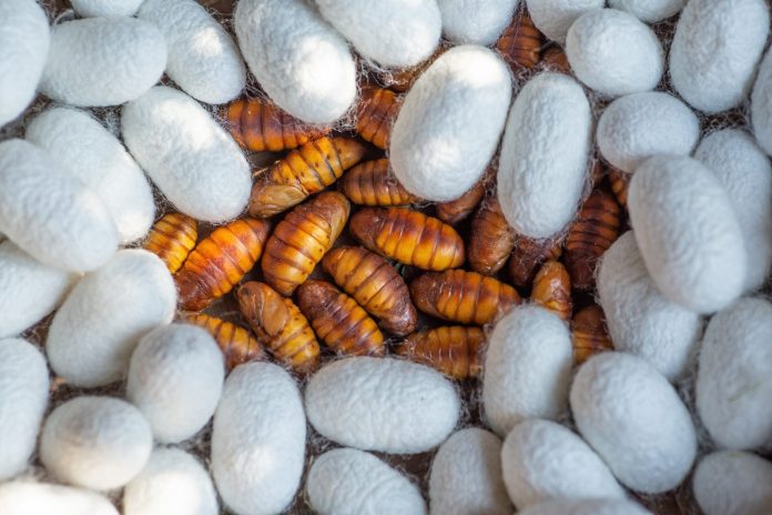 Will silkworm cocoons replace microplastics?

