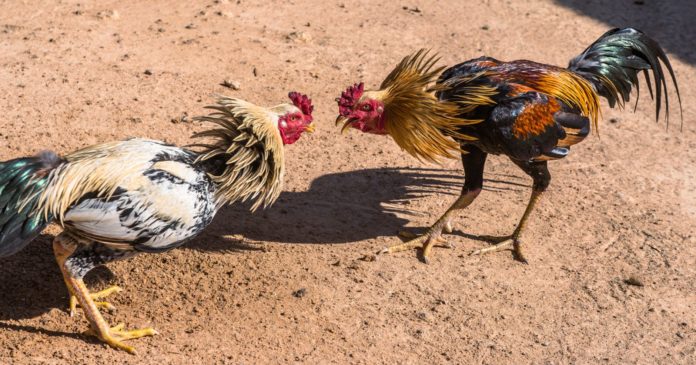40,000 signatures coming soon to ban cockfighting across France


