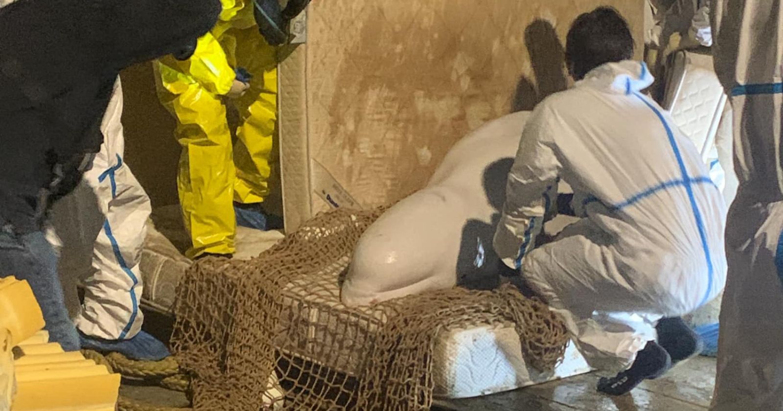 Beluga in the Seine: what do we know about the ongoing rescue operation?