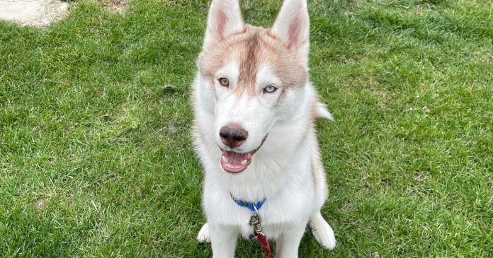 Dog trafficking victim, Zak, the husky who disappeared in May, is found 155 km from his home

