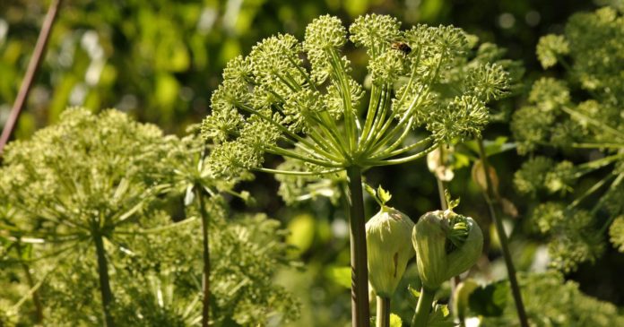 Garden: how to make angelica manure, a natural and effective weed killer?

