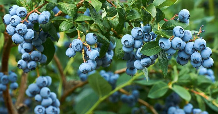 How To Grow Blueberries In Your Garden?

