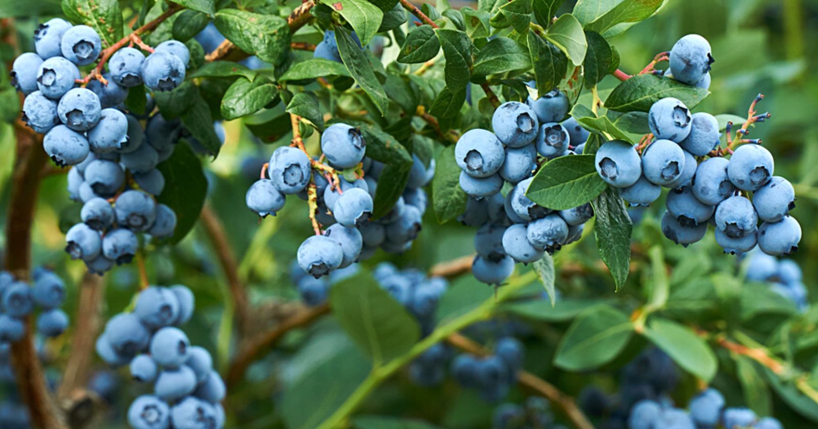 How To Grow Blueberries In Your Garden?