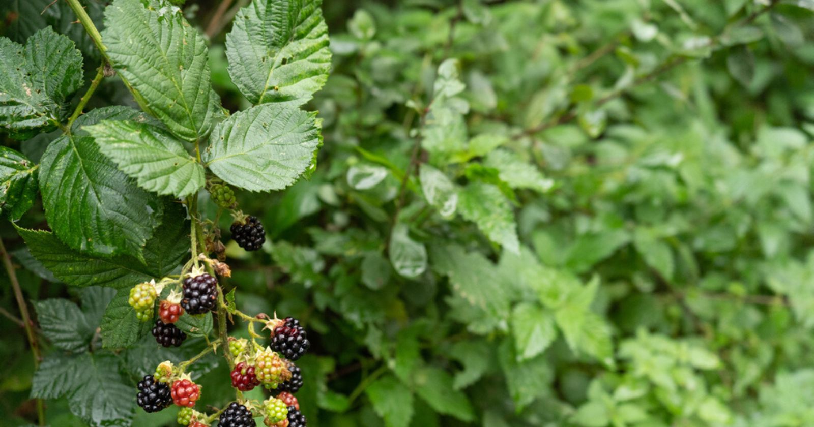 How to get rid of blackberries in the garden?  5 natural and effective tips.