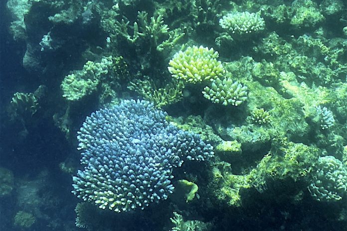 In Australia, coral is making a comeback on part of the Great Barrier Reef

