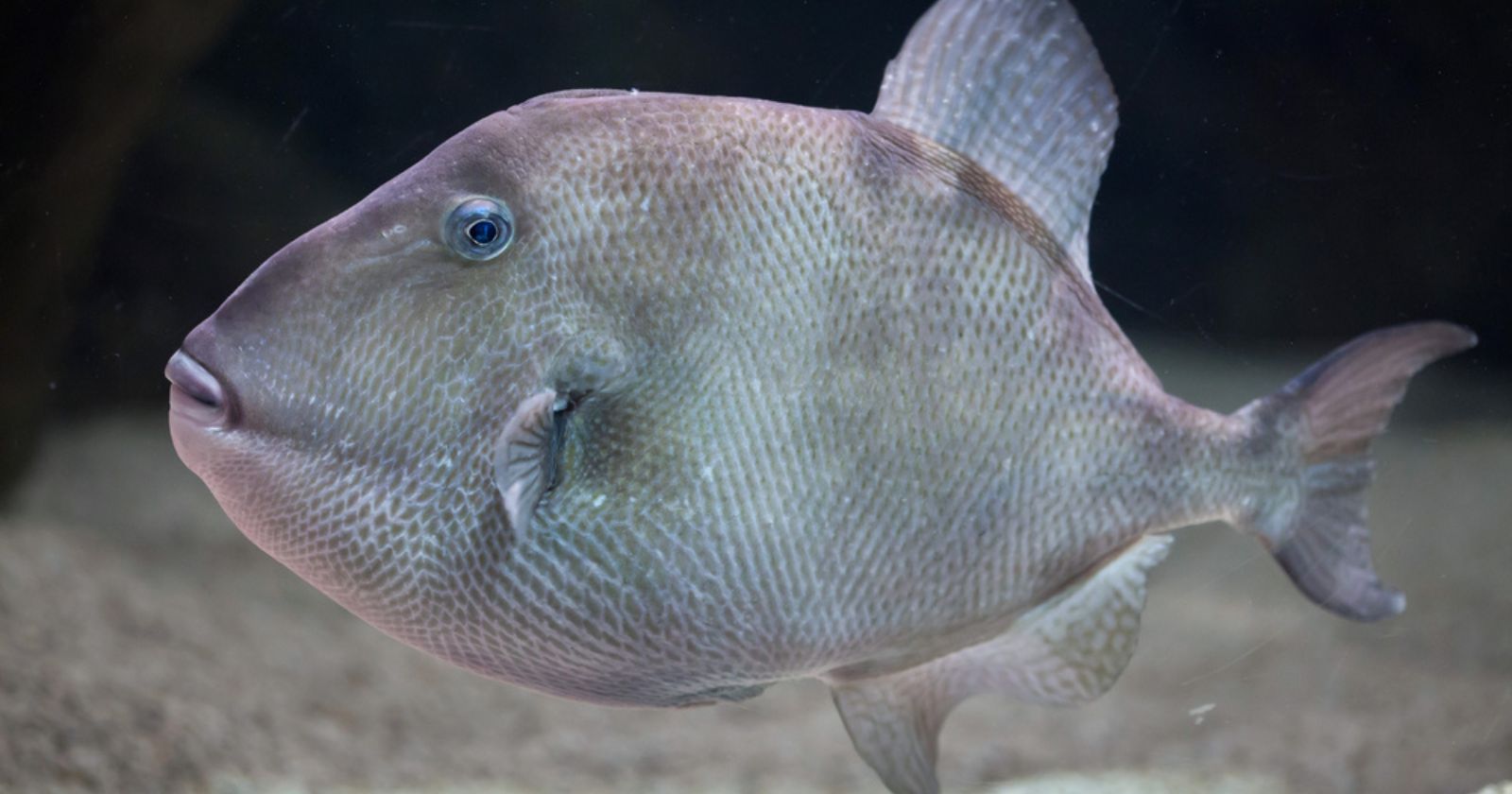 Summer vacation: what is the triggerfish, the fish that attacks swimmer's legs?