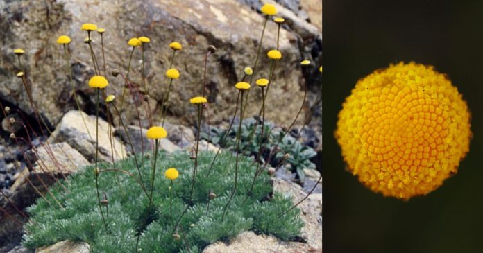 The spiky cotula: a beautiful yellow flower that can withstand drought and lack of water

