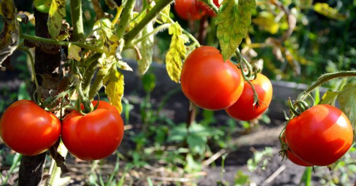 Vegetable garden: the 4 best natural fertilizers to stimulate the growth of your tomatoes

